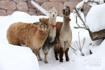 Зима в Лимпопо: как переживают холода обитатели зоопарка