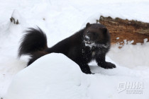 Зима в Лимпопо