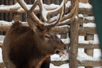 Зима в Лимпопо