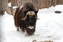 Зима в Лимпопо