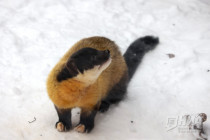 Зима в Лимпопо