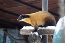 Зима в Лимпопо