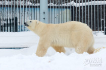 Зима в Лимпопо