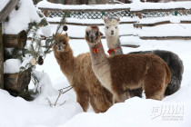 Зима в Лимпопо