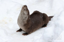 Зима в Лимпопо