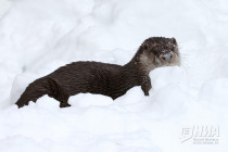 Зима в Лимпопо