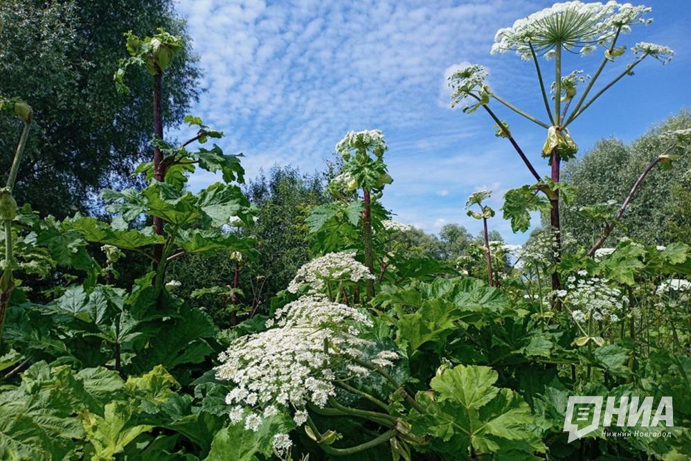 Перечень растений-иноагентов утвердят в Нижегородской области