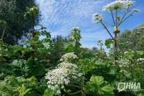 Перечень растений-иноагентов утвердят в Нижегородской области