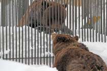 Весна близко: медведи Ляля и Балу в нижегородском Лимпопо вышли из спячки