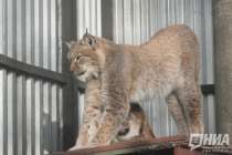 При проверке сигнала о рыси возле детсада на Бору обнаружена кошка