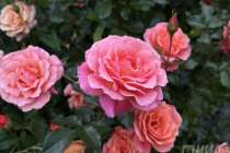 Питомник для роз за 1,5 млрд руб. предложили построить в Нижегородской области