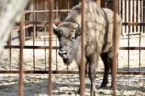 В Лимпопо из Беларуси прибыла новая обитательница — самка зубра