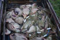 Инвесторам предлагают создать рыбоводное хозяйство в Нижегородской области