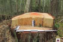 Бизнесмена осудят за вырубку леса на 16 млн в Нижегородской области