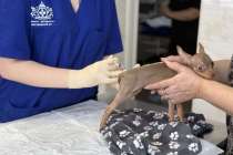 Нижегородцам сообщили адреса бесплатной вакцинации питомцев от бешенства