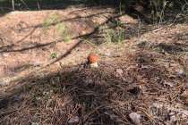 Грибы начнут появляться в лесах Нижегородской области уже в апреле