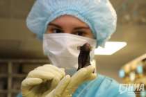 26 нижегородцев заболели мышиной лихорадкой в 2026 году