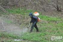 Нижегородцам рассказали, как правильно обработать участки от клещей