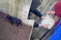 Собаку и кота спасли в минувшие выходные в Нижнем Новгороде