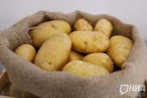 Производство картофельных хлопьев за 3 млрд рублей построят в Арзамасе