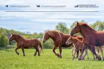 Новую экскурсионную программу хотят запустить на Перевозском конном заводе