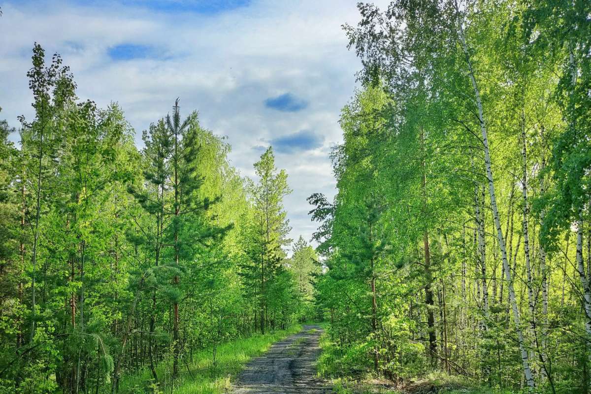 Более 330 гектаров новых лесов высадят в Нижегородской области