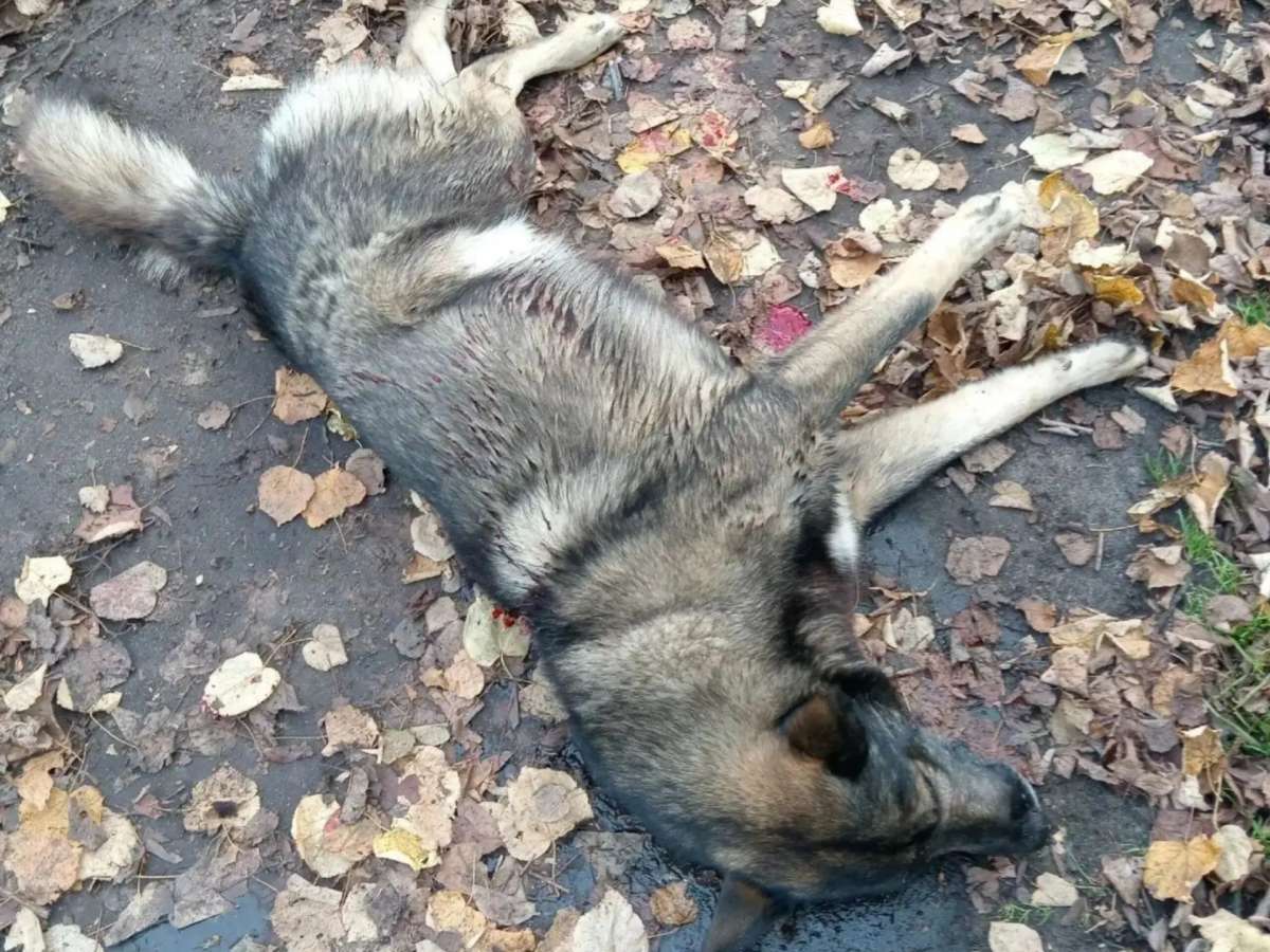 Неизвестные подстрелили собаку в Заволжье